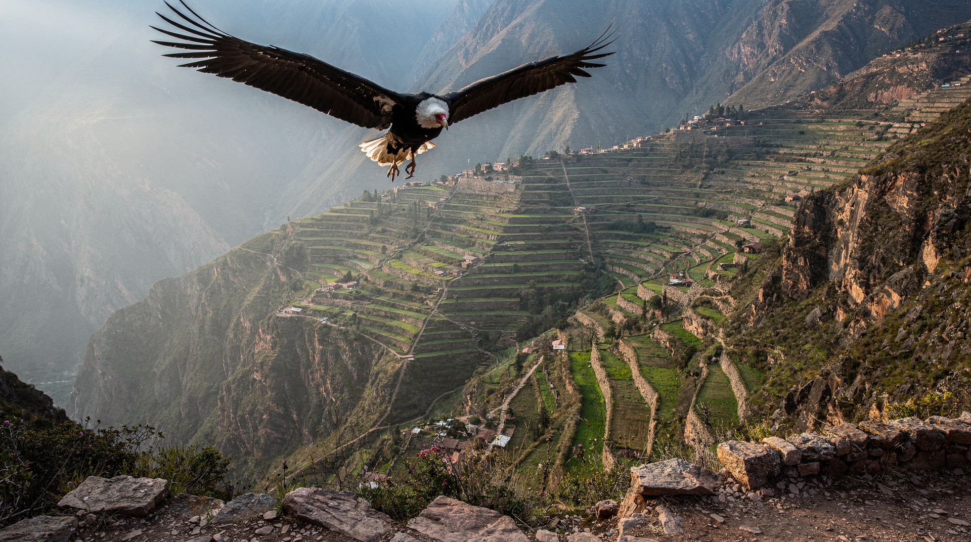 The morning the condors came — Colca Canyon at dawn — A personal account of watching Andean condors rise at Cruz del Condor in Colca C