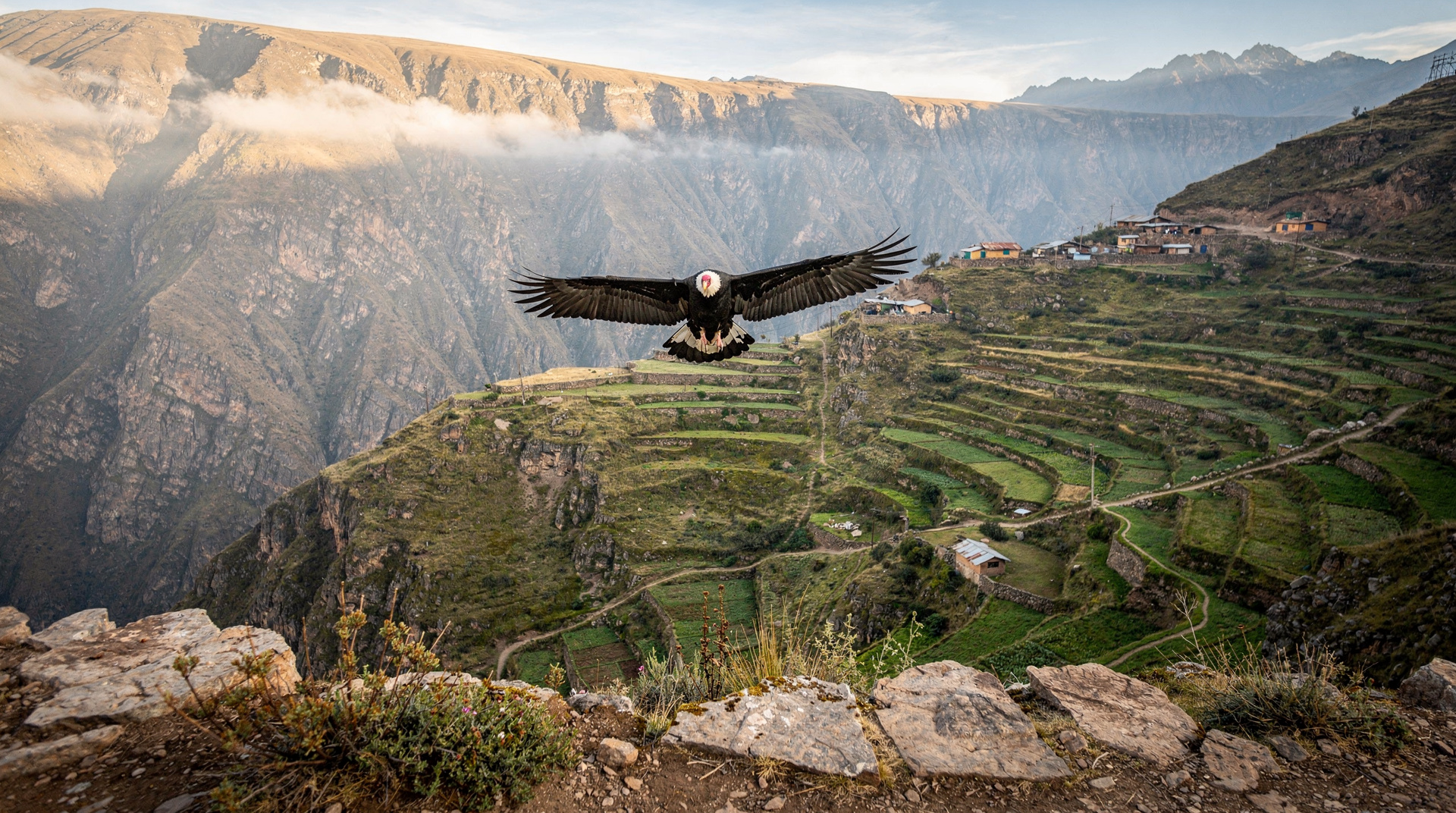 Colca Canyon 2-day tour from Arequipa: tour review — An honest review of the 2-day Colca Canyon tour from Arequipa: condor watching a